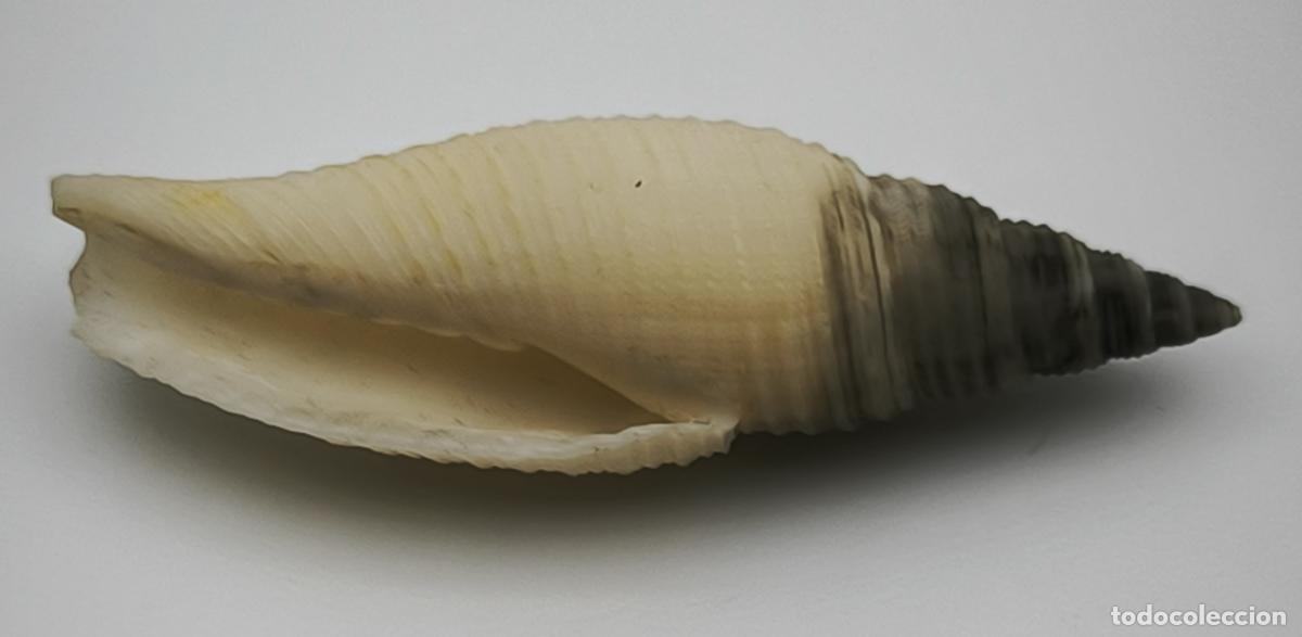 Coleccionismo de moluscos: MITRA PRAESTANT&Iacute;SSIMA - 63 MM.