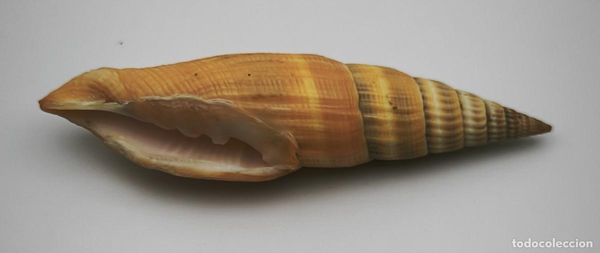Coleccionismo de moluscos: MITRA ORNATA COCCINEUM - 73 MM.