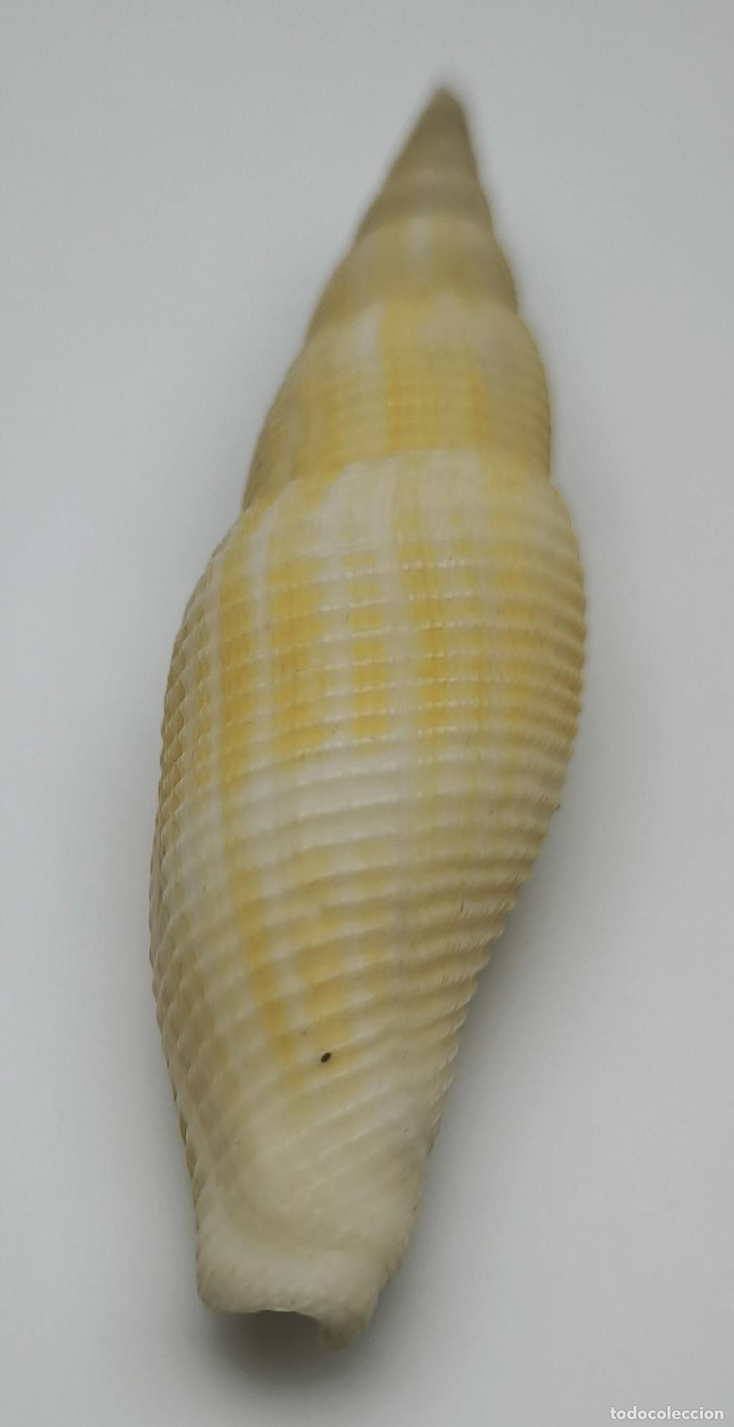 Coleccionismo de moluscos: MITRA ISABELLA - 77MM. - Foto 3
