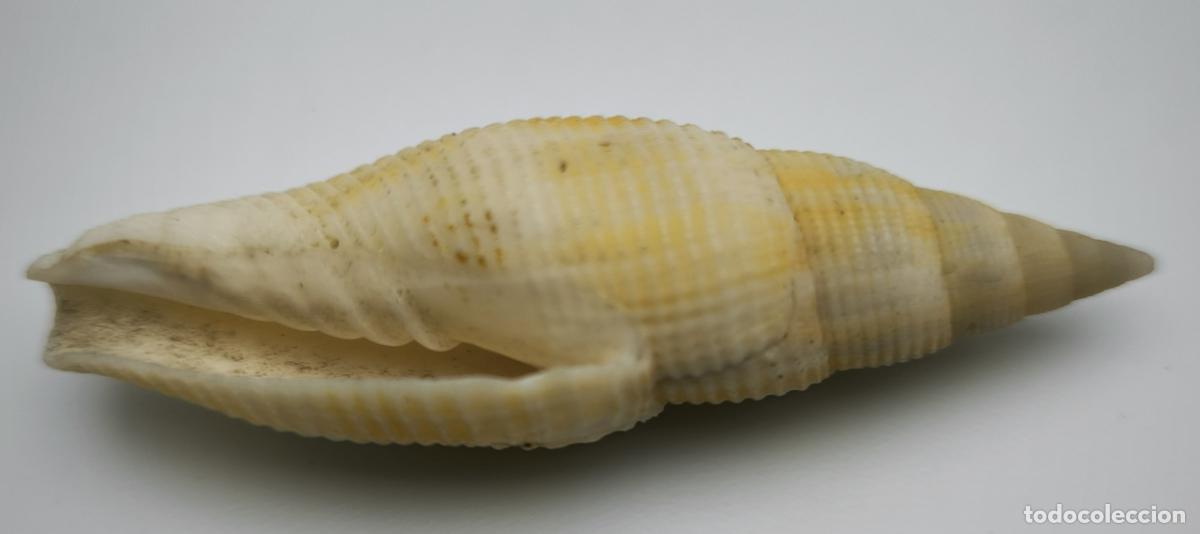 Coleccionismo de moluscos: MITRA ISABELLA - 77MM.