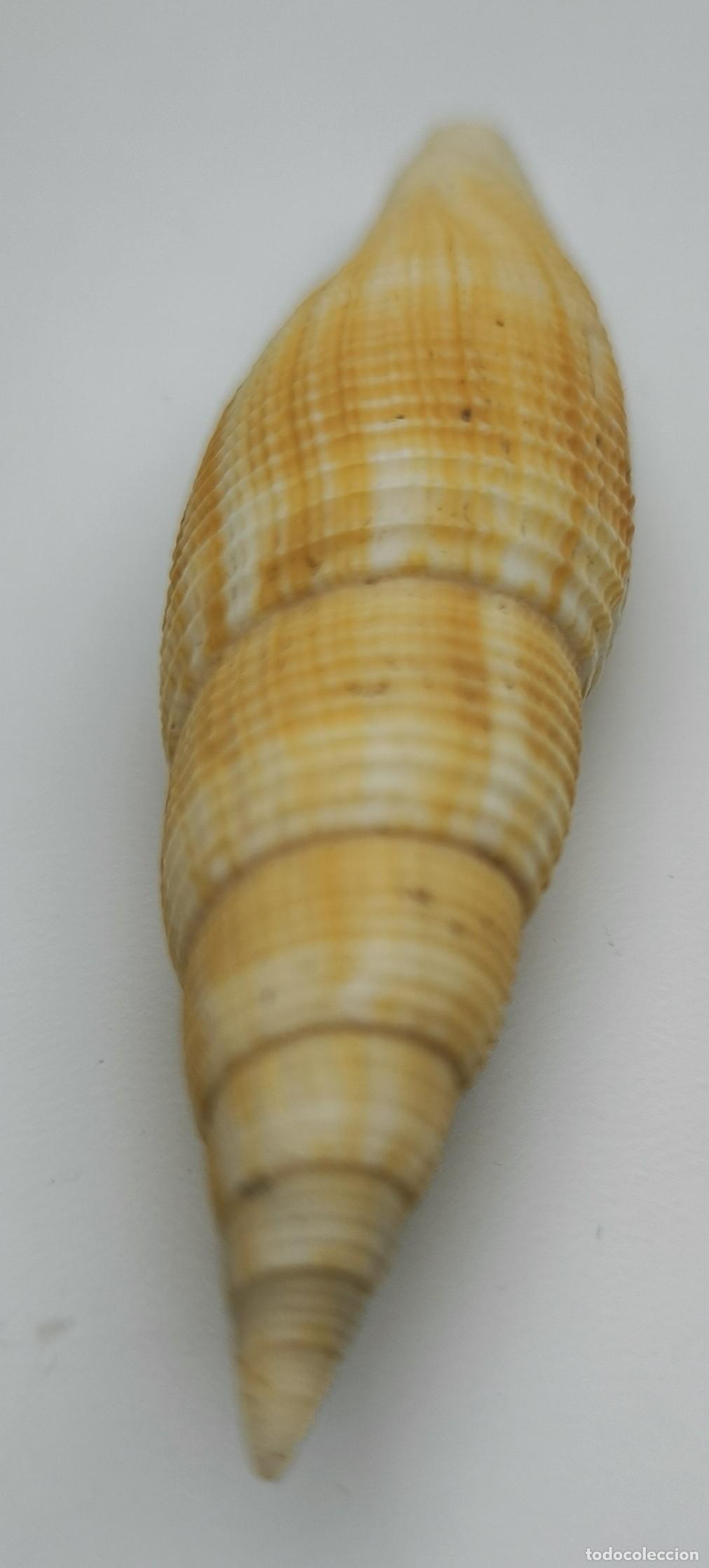 Coleccionismo de moluscos: MITRA ISABELLA - 70 MM. - Foto 2