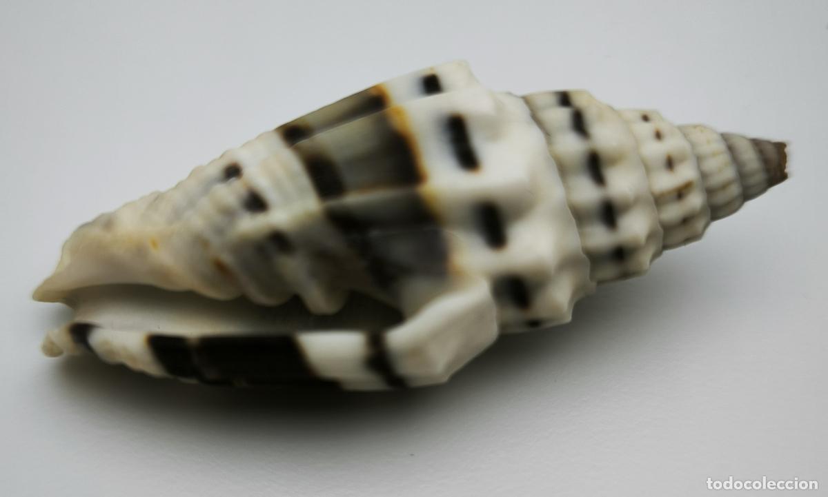 Coleccionismo de moluscos: MITRA PLICARIA - 52 MM. - Foto 1
