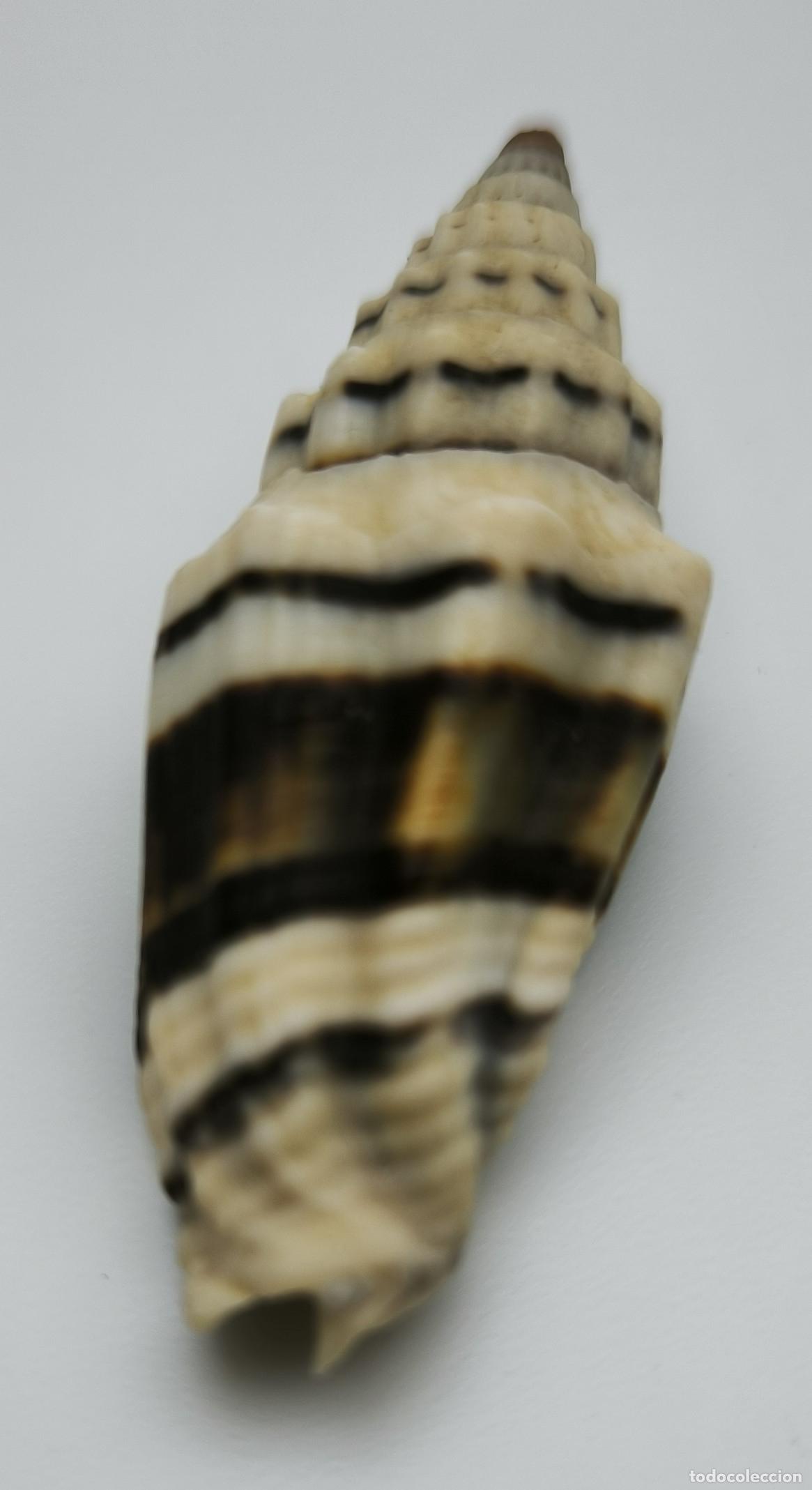 Coleccionismo de moluscos: MITRA PLICARIA - 52 MM. - Foto 2