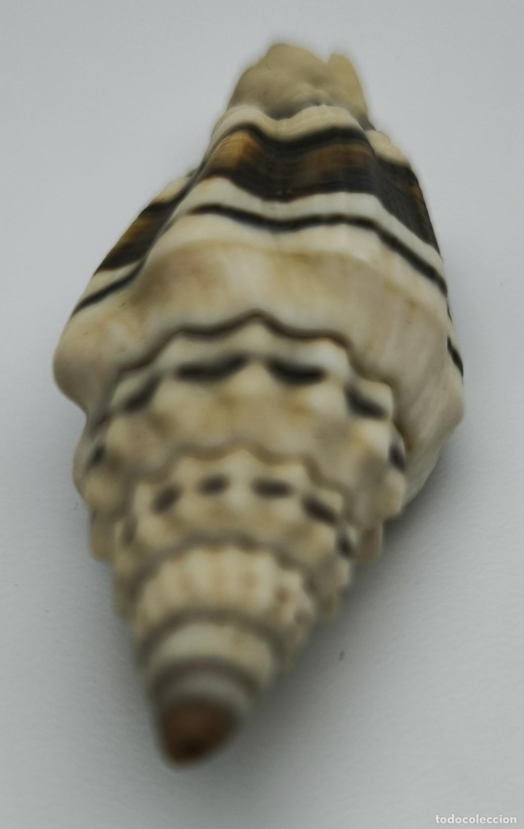 Coleccionismo de moluscos: MITRA PLICARIA - 52 MM. - Foto 3