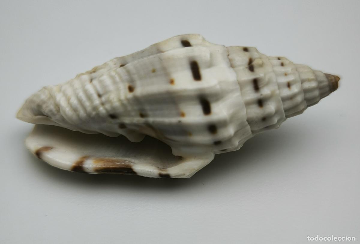 Coleccionismo de moluscos: MITRA PLICARIA - 50 MM.