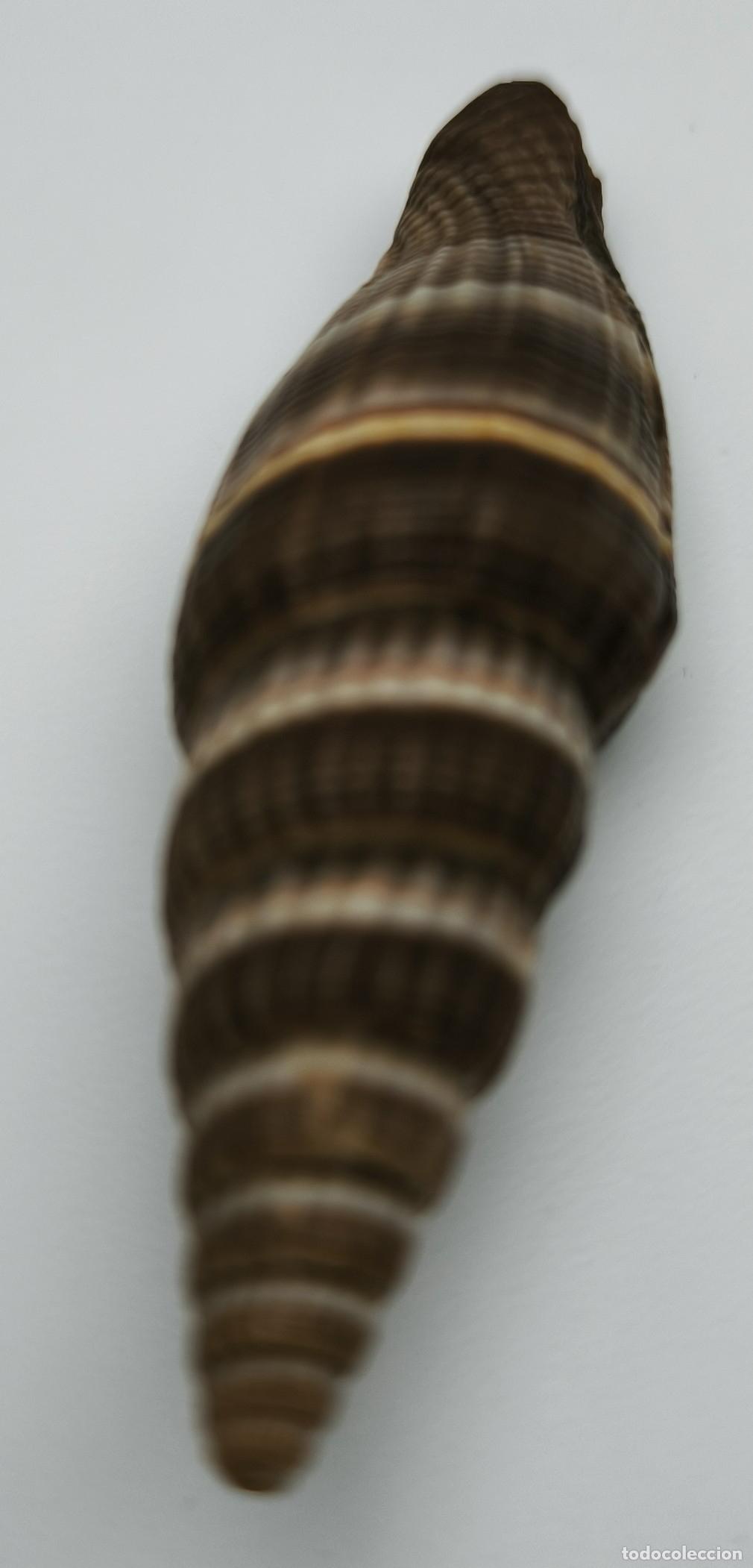 Coleccionismo de moluscos: MITRA FORMOSENSE - 54 MM. - Foto 2