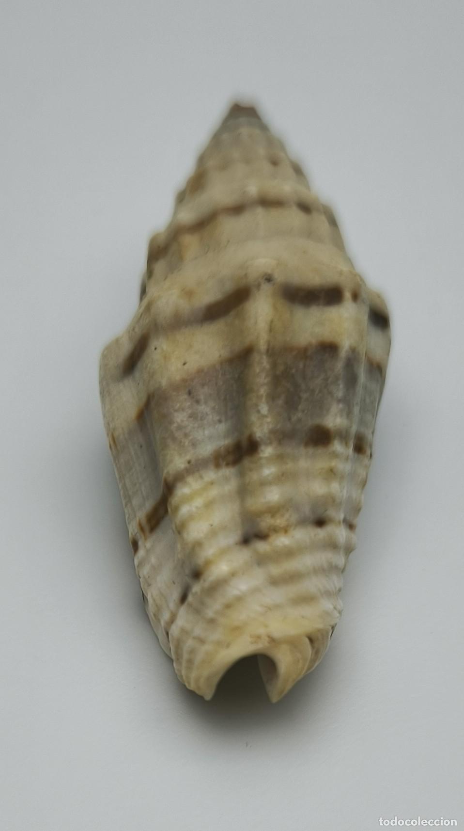 Coleccionismo de moluscos: MITRA PLICARIA - 50 MM.