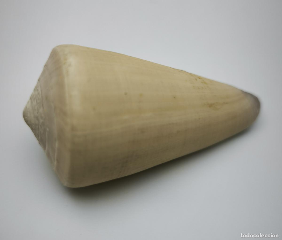 Coleccionismo de moluscos: CONUS VIRGO - 69 MM. - Foto 2