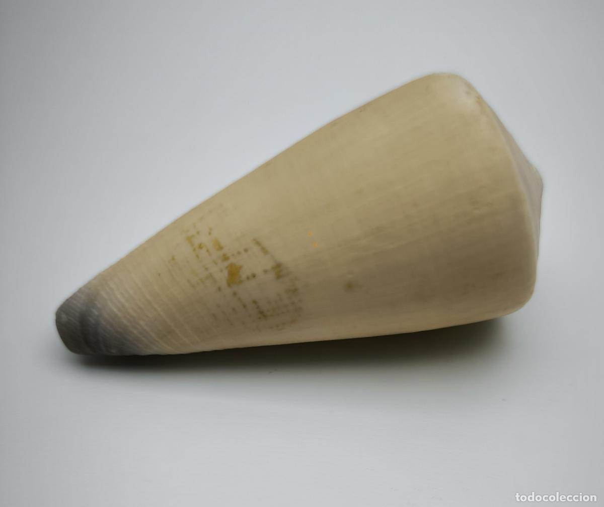 Coleccionismo de moluscos: CONUS VIRGO - 69 MM.