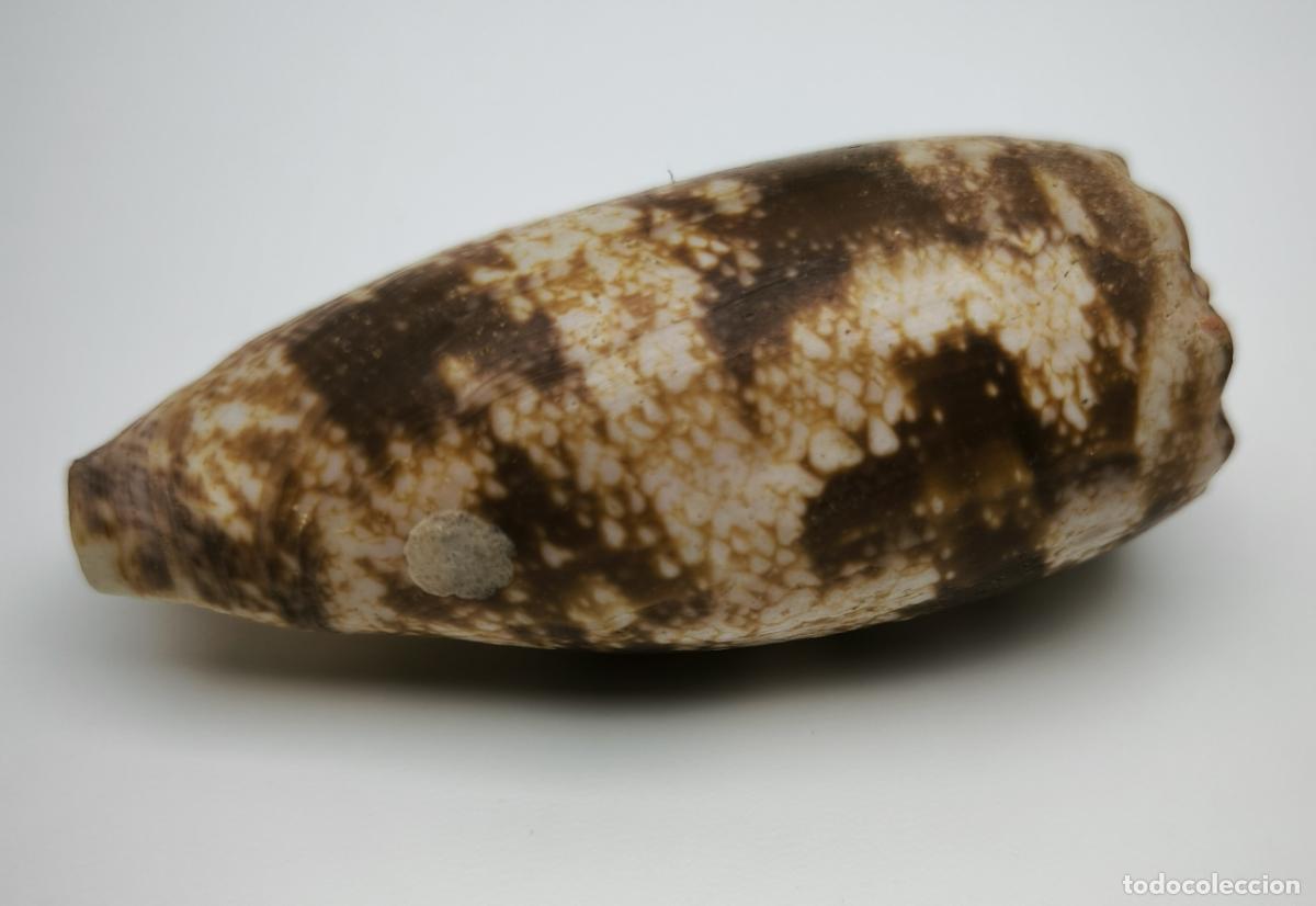 Coleccionismo de moluscos: CONUS GEOGRAPHUS - 84 MM. - Foto 2