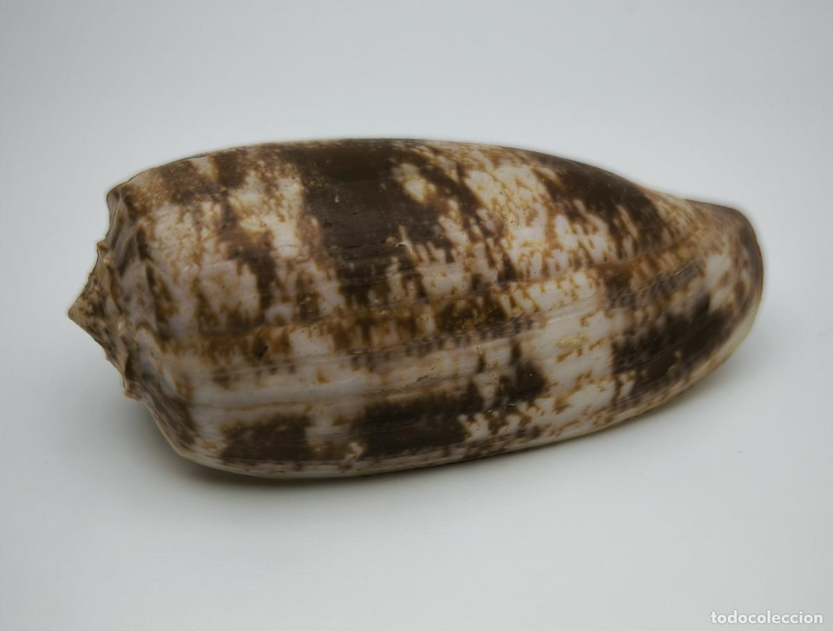 Coleccionismo de moluscos: CONUS GEOGRAPHUS - 84 MM. - Foto 1