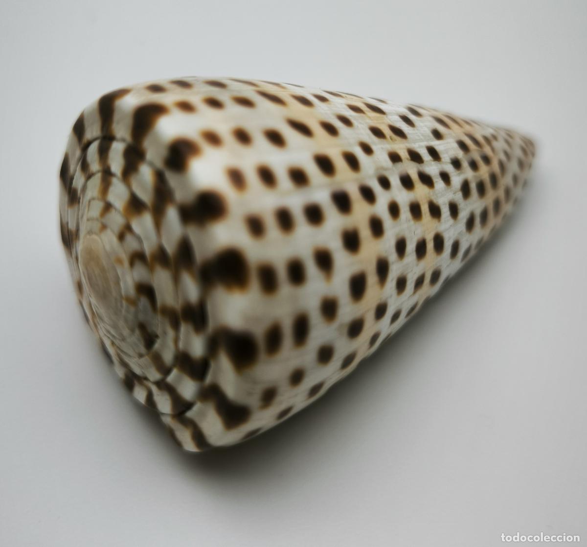 Coleccionismo de moluscos: CONUS PAPILIONACEUS 66 MM. - Foto 2