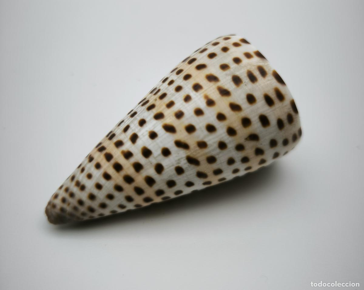 Coleccionismo de moluscos: CONUS PAPILIONACEUS 66 MM. - Foto 1