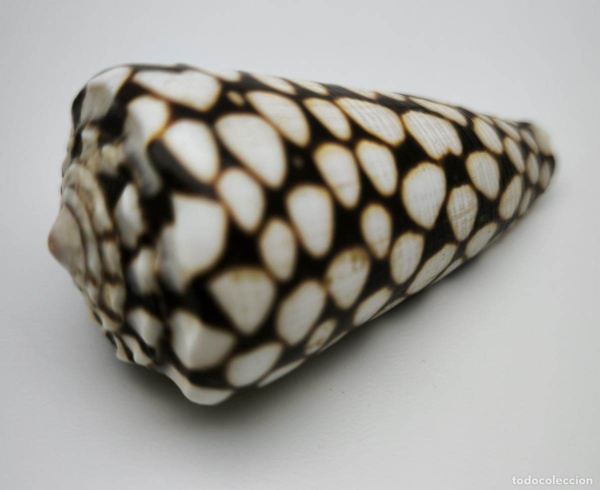 Coleccionismo de moluscos: CONUS MARMOREUS - 64 MM. - Foto 2