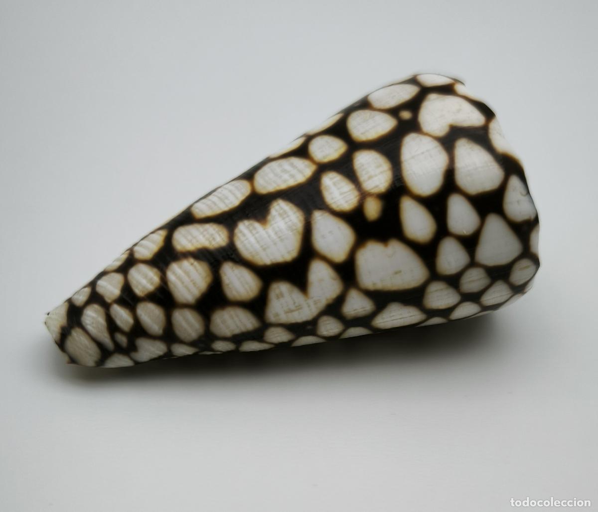 Coleccionismo de moluscos: CONUS MARMOREUS - 64 MM. - Foto 1