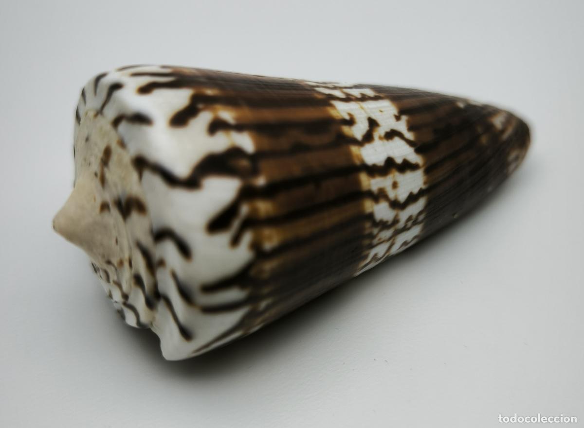 Coleccionismo de moluscos: CONUS GENERALIS - 67 MM. - Foto 2