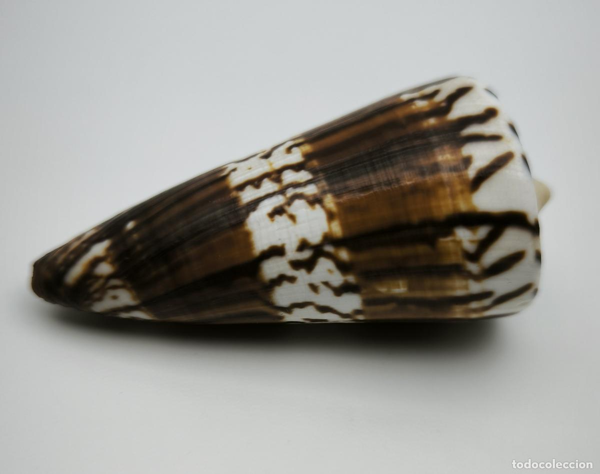 Coleccionismo de moluscos: CONUS GENERALIS - 67 MM. - Foto 1
