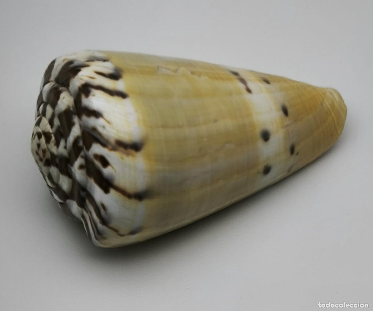 Coleccionismo de moluscos: CONUS NAMOCANUS - 66 MM. - Foto 2