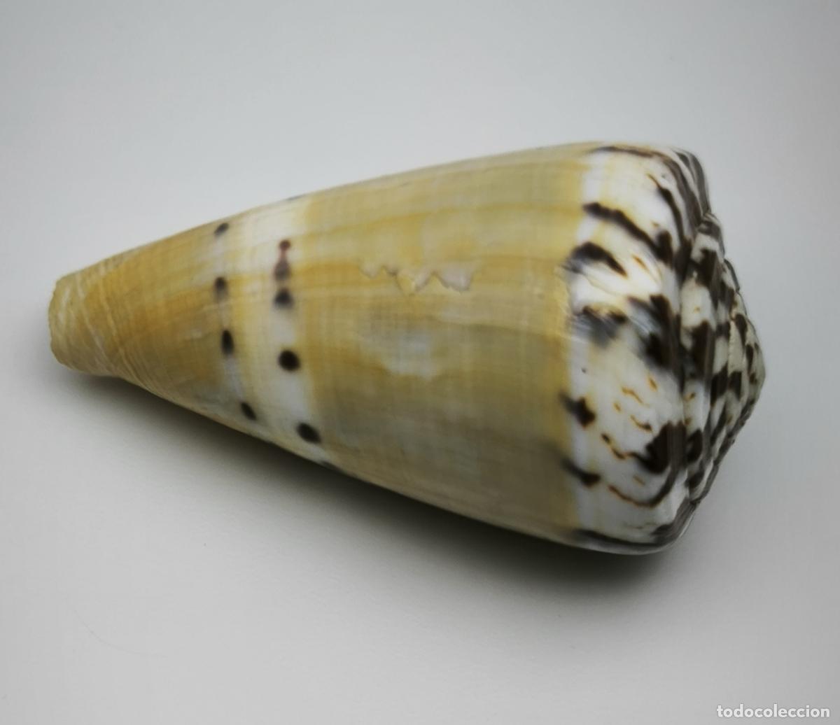 Coleccionismo de moluscos: CONUS NAMOCANUS - 66 MM. - Foto 1