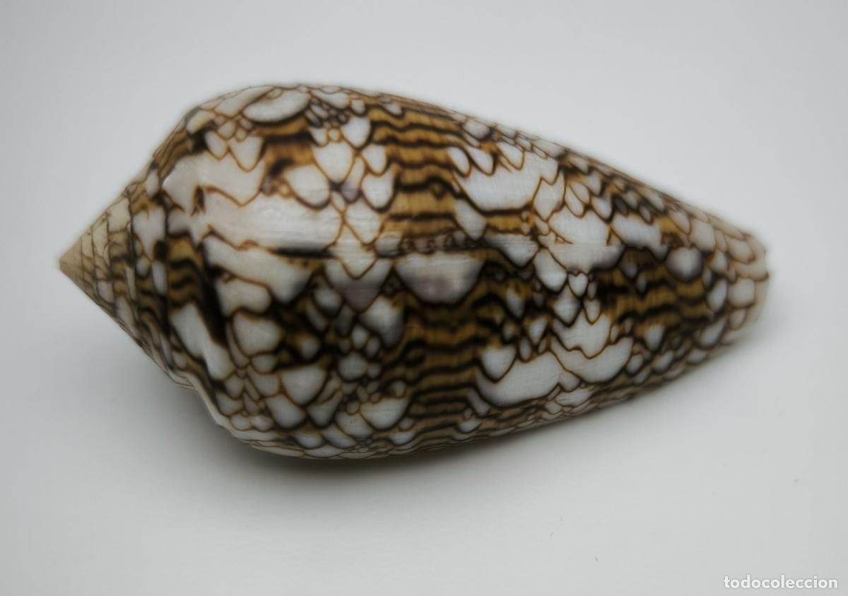 Coleccionismo de moluscos: CONUS TEXTILE - 60 MM. - Foto 2