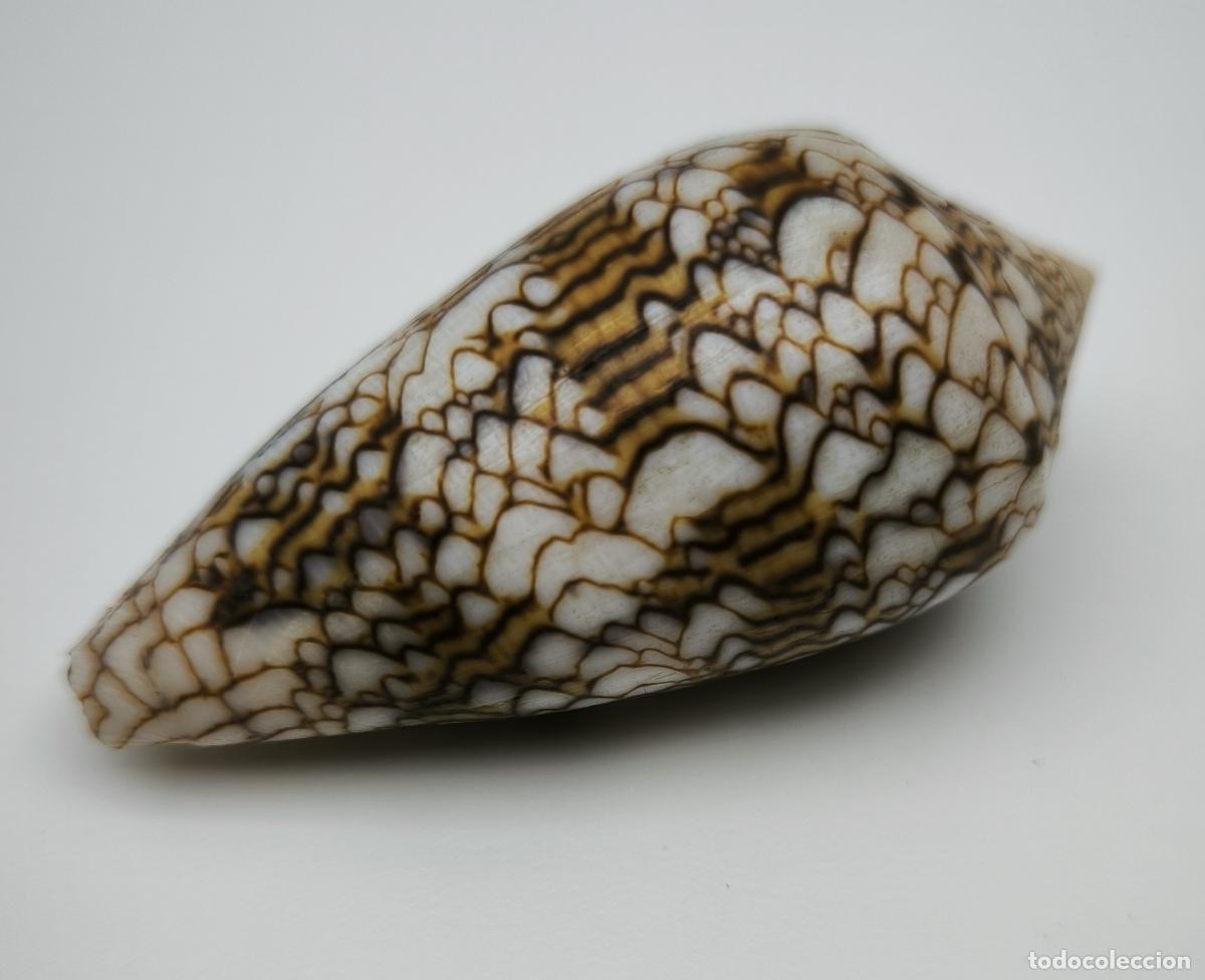 Coleccionismo de moluscos: CONUS TEXTILE - 60 MM.
