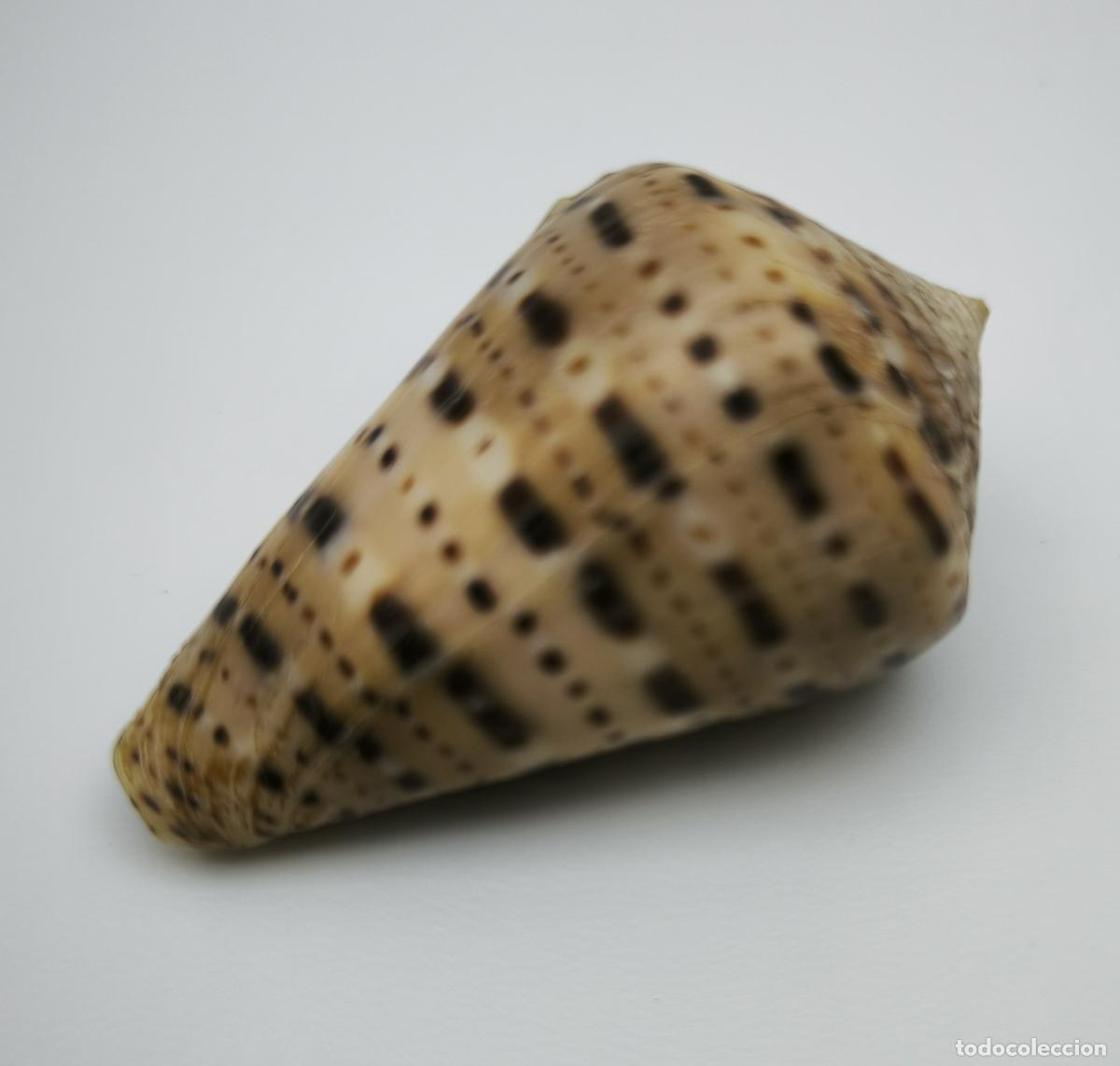 Coleccionismo de moluscos: CONUS GENUANUS - 46 MM. - Foto 2