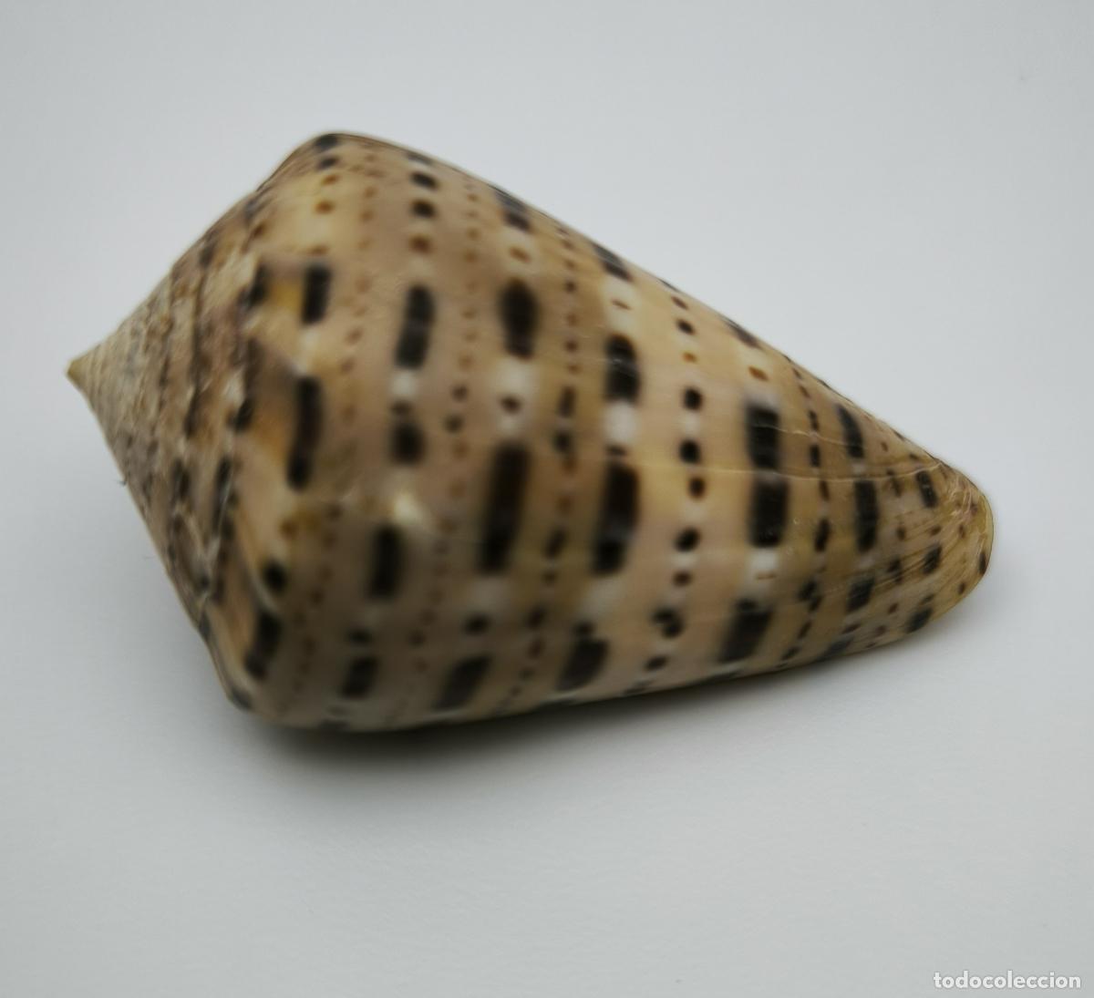 Coleccionismo de moluscos: CONUS GENUANUS - 46 MM.