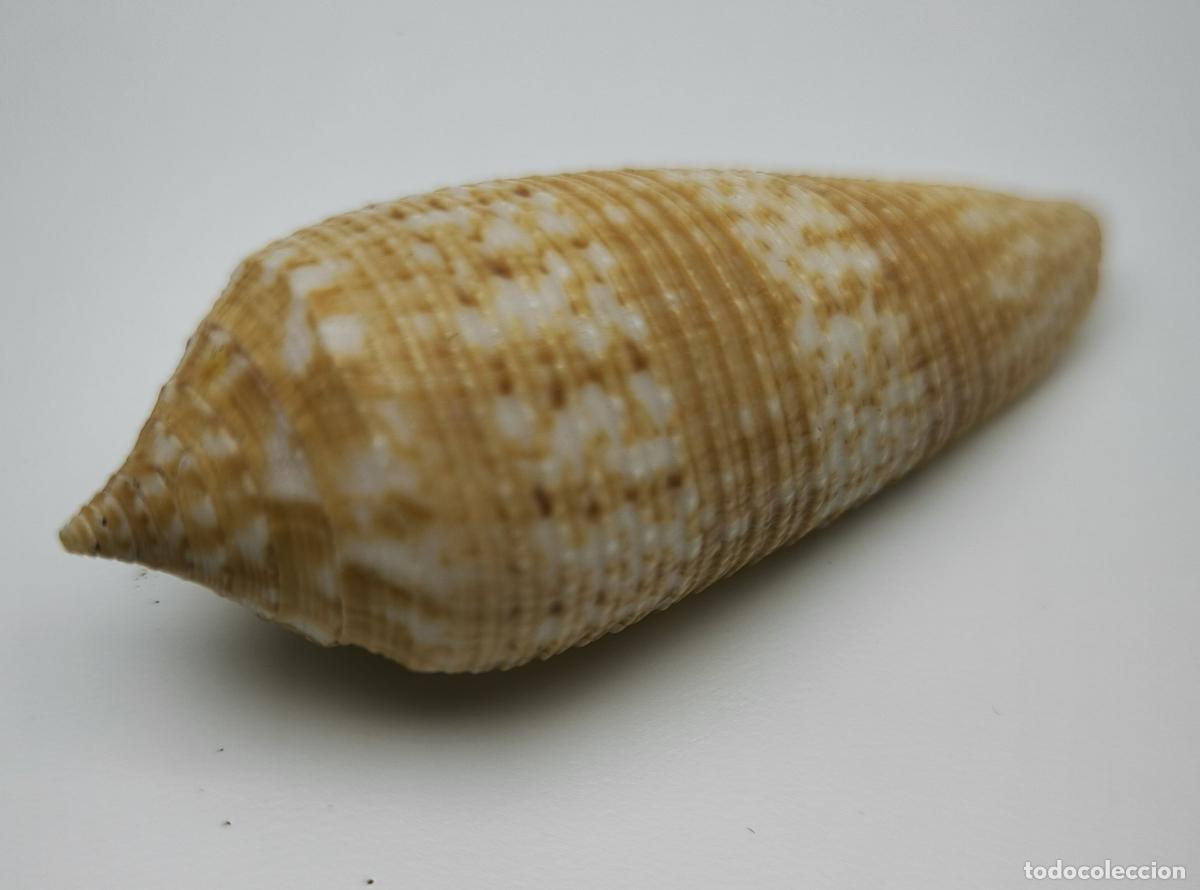 Coleccionismo de moluscos: CONUS AUSTRALIS - 63 MM.