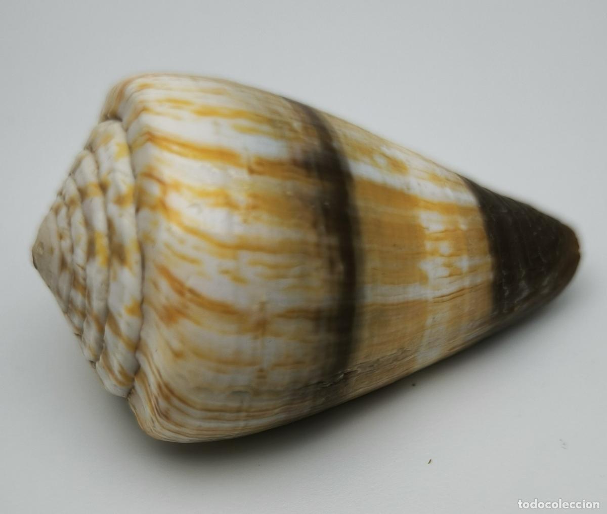 Coleccionismo de moluscos: CONUS MILES - 50 MM. - Foto 2