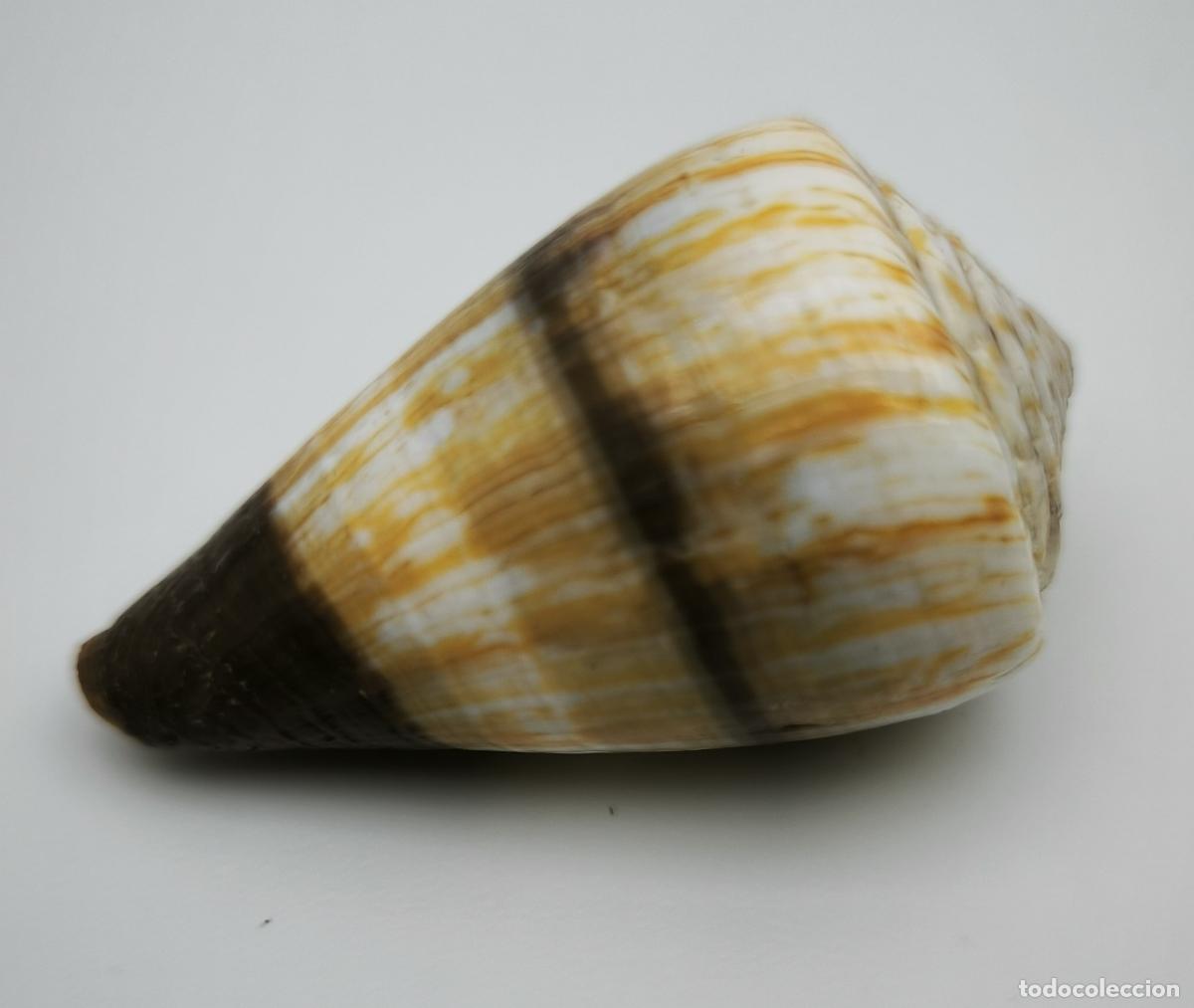 Coleccionismo de moluscos: CONUS MILES - 50 MM.