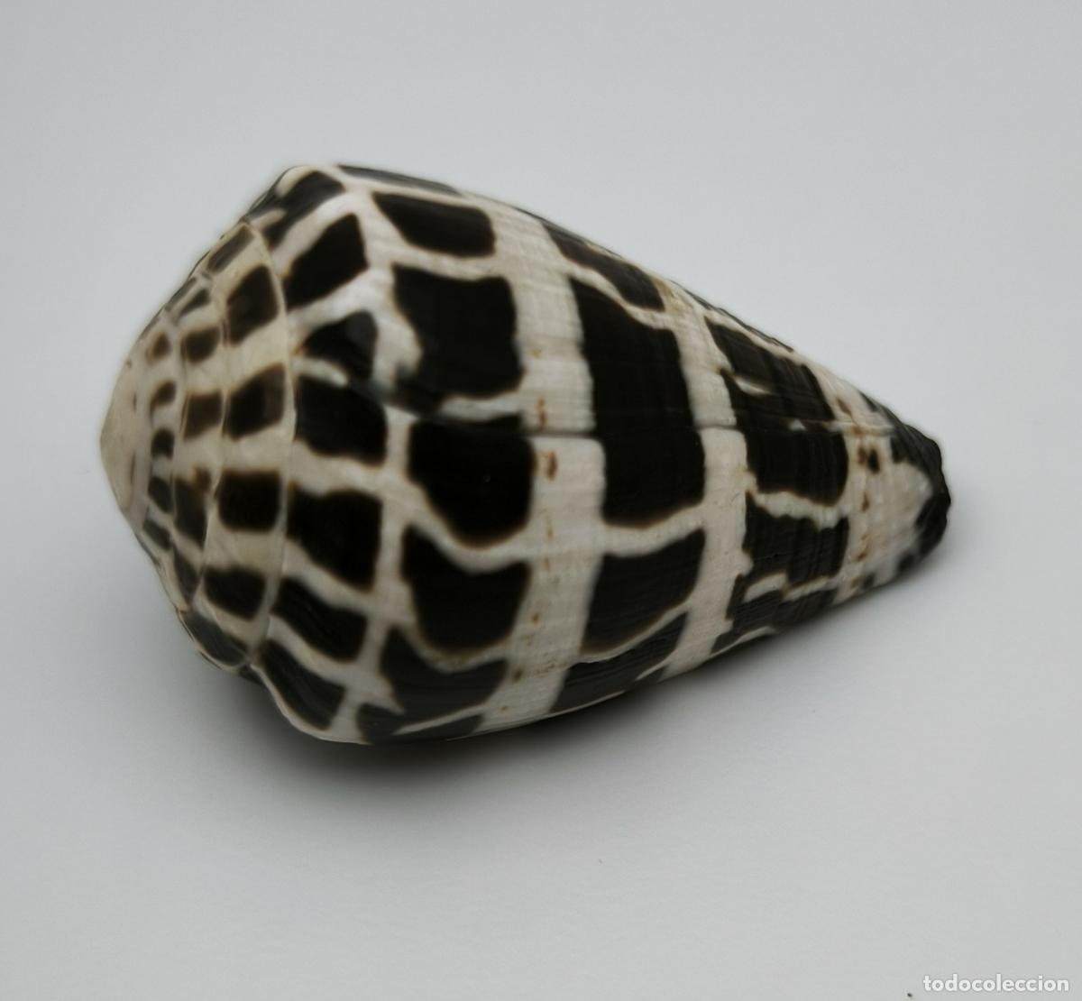 Coleccionismo de moluscos: CONUS EBRAEUS - 39 MM. - Foto 2