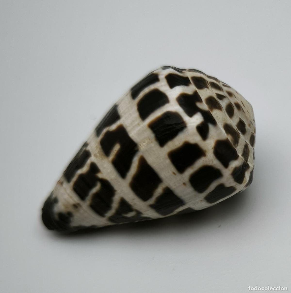 Coleccionismo de moluscos: CONUS EBRAEUS - 39 MM. - Foto 1