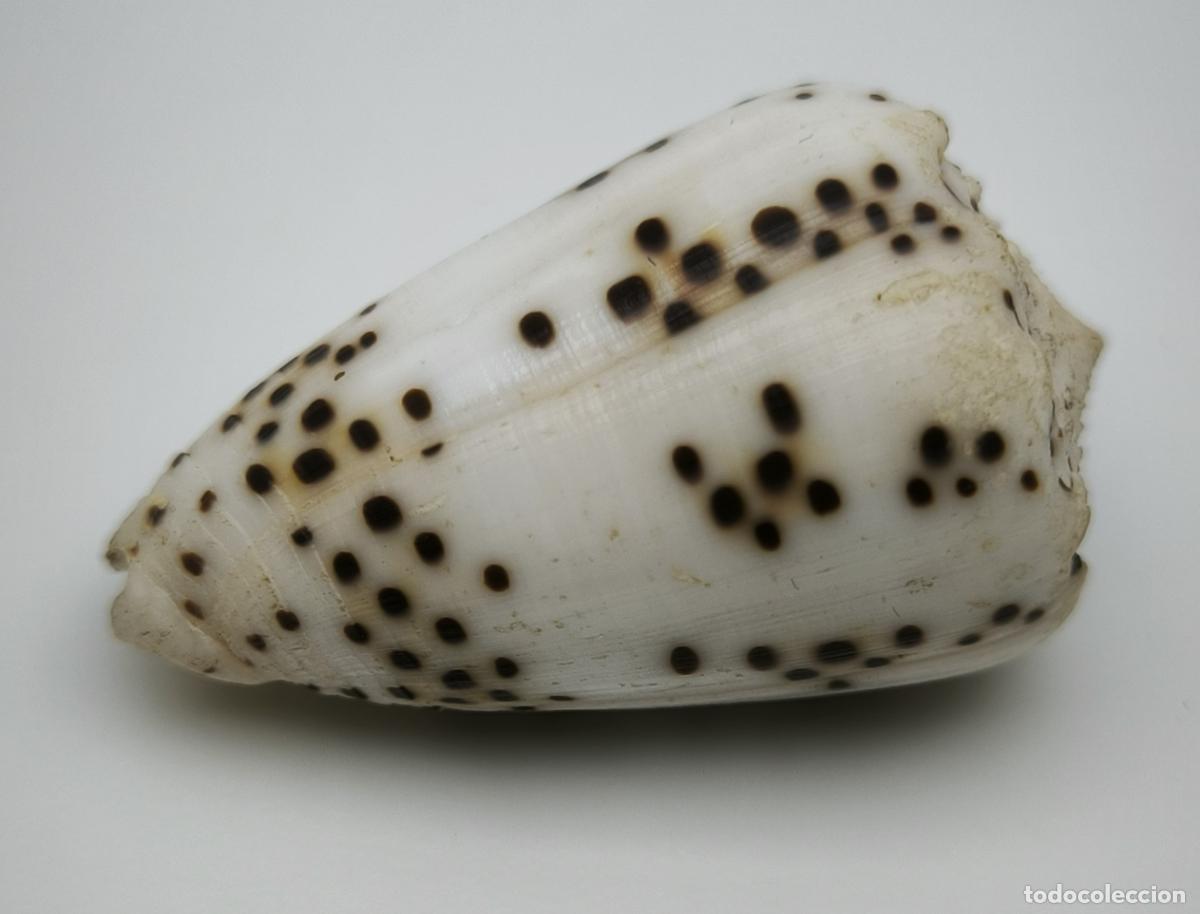 Coleccionismo de moluscos: CONUS PULICARIUS - 38 MM. - Foto 2