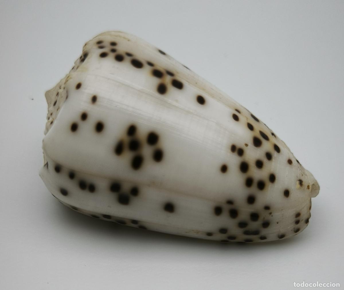 Coleccionismo de moluscos: CONUS PUICARIUS - 38 MM.