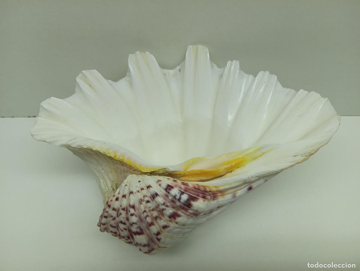 Coleccionismo de moluscos: Concha Almeja Pata de Oso (Hippopus hippopus) - 18.5 cm - Decoraci&oacute;n / Colecci&oacute;n