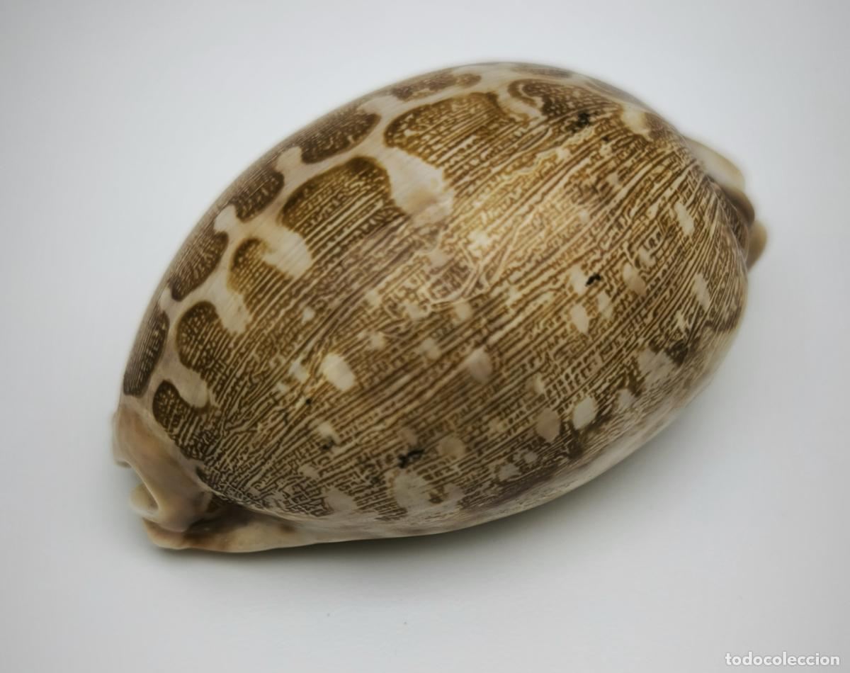 Coleccionismo de moluscos: CYPRAEA MAPPA - 68 MM. - Foto 2