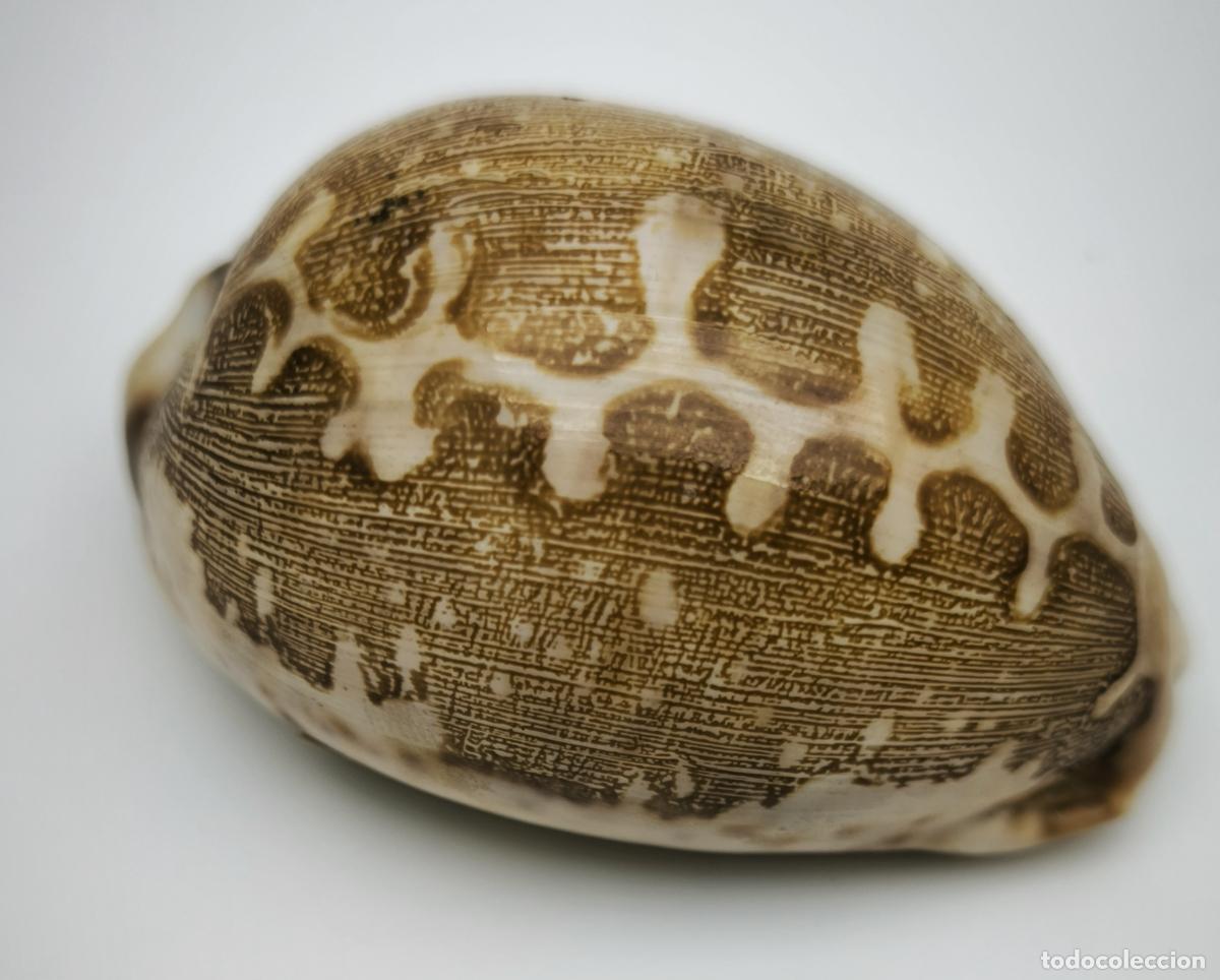 Coleccionismo de moluscos: CYPRAEA MAPPA - 68 MM. - Foto 1