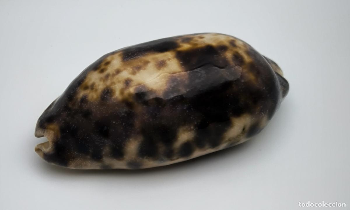Coleccionismo de moluscos: CYPRAEA TESTU DINARIA - 92 MM.