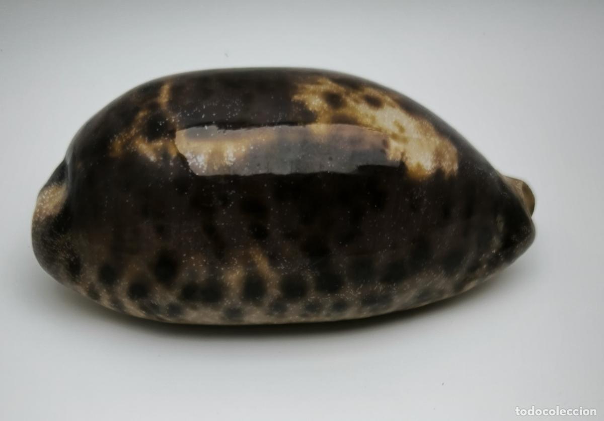 Coleccionismo de moluscos: CYPRAEA TESTU DINARIA - 92 MM. - Foto 2