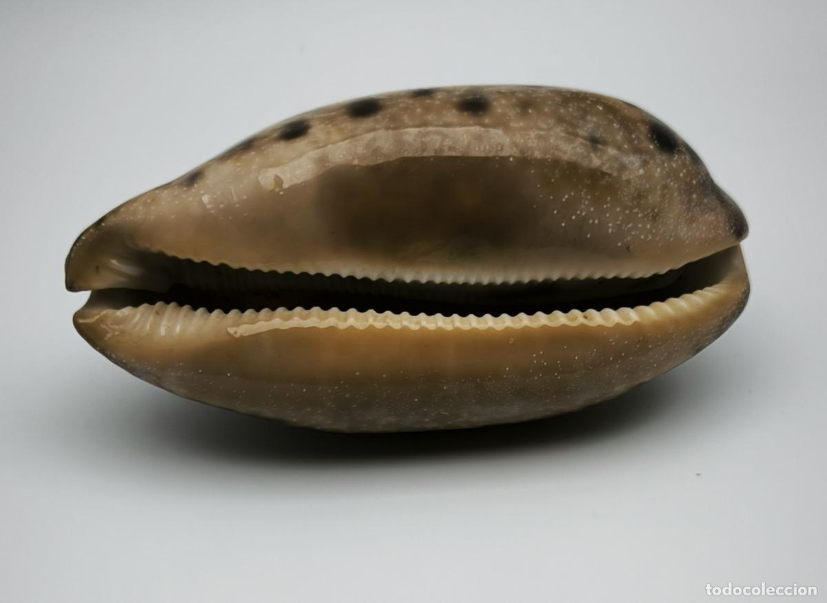 Coleccionismo de moluscos: CYPRAEA TESTU DINARIA - 92 MM. - Foto 3