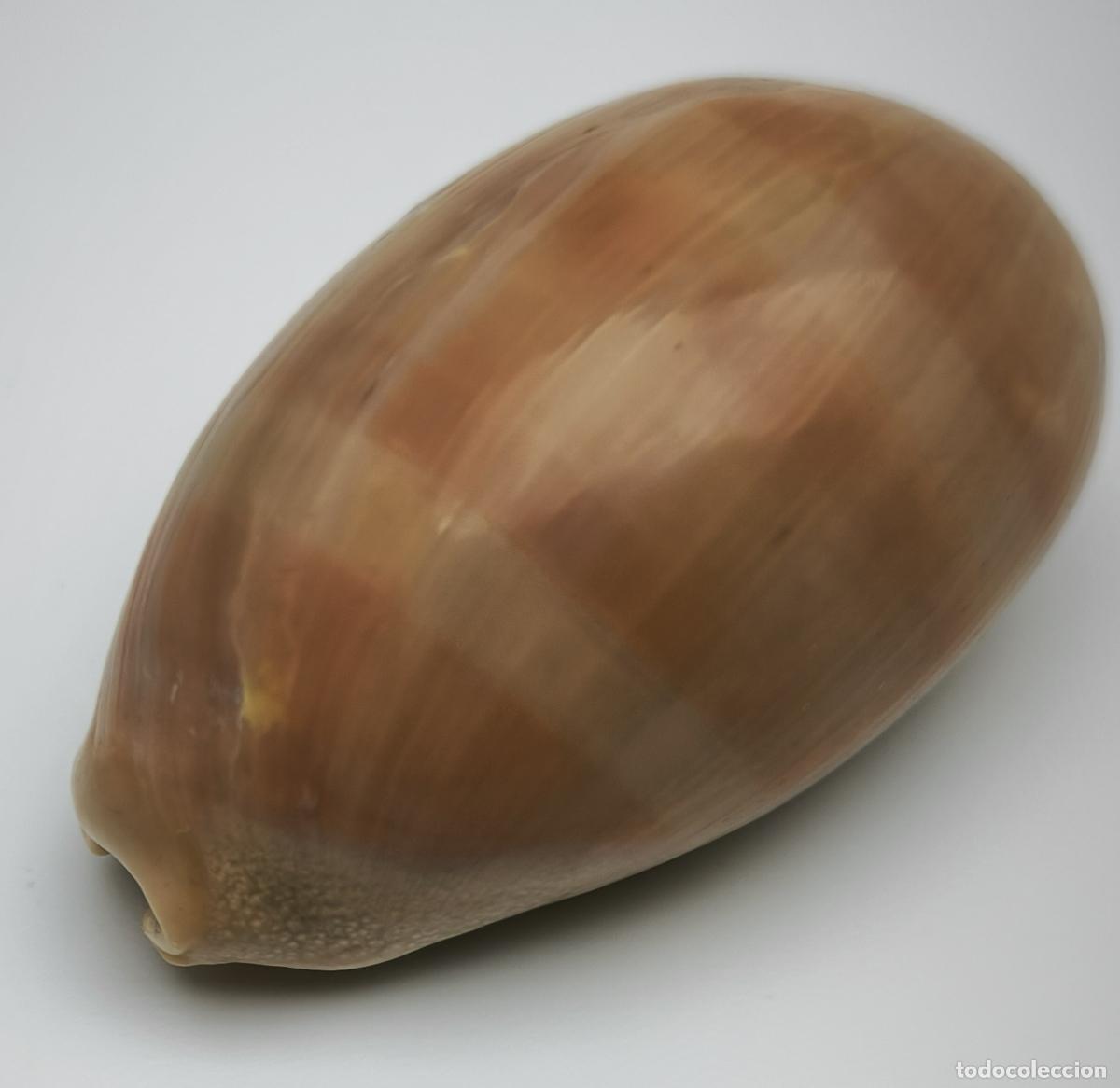Coleccionismo de moluscos: CYPRAEA CARNEOLA - 62 MM.