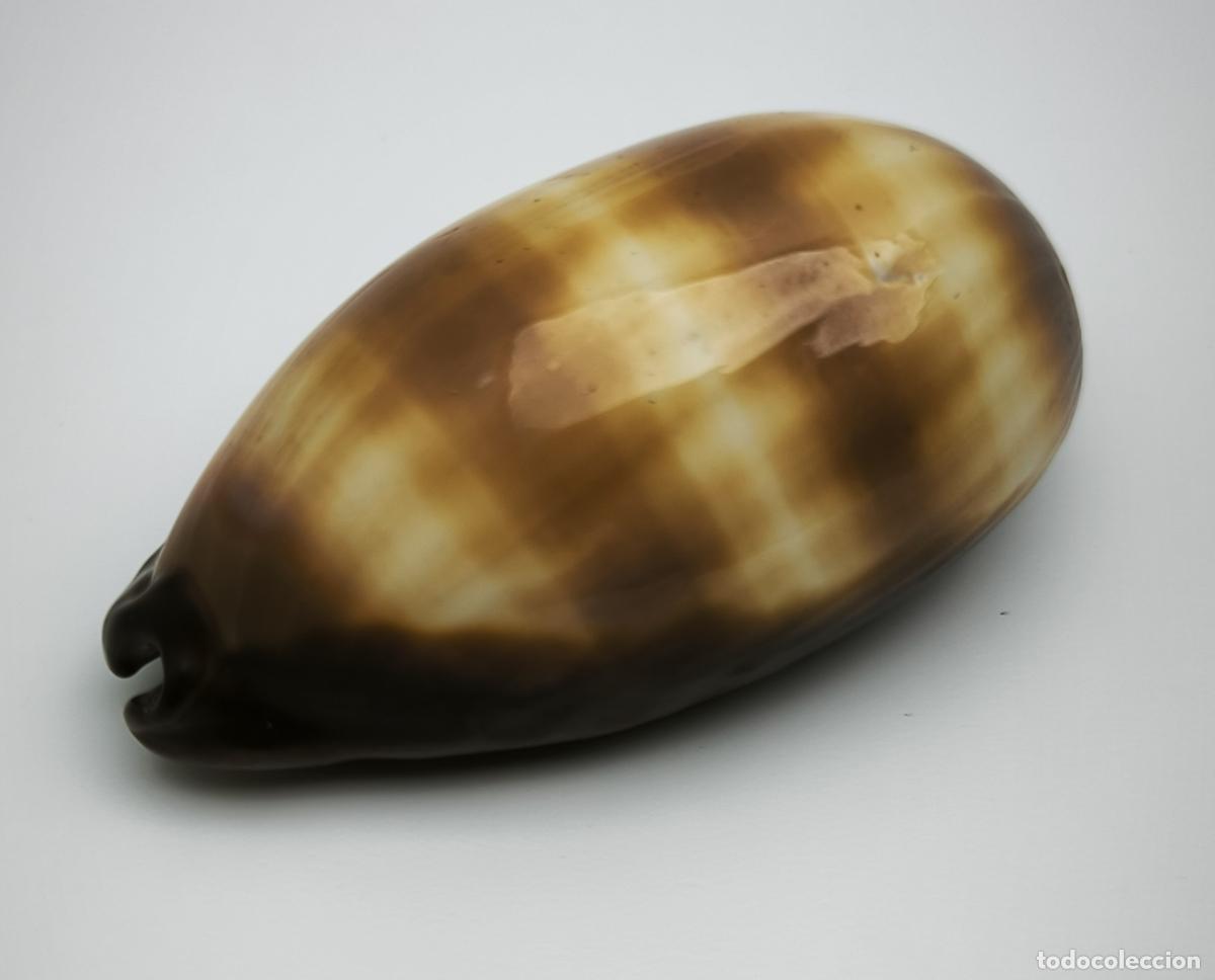 Coleccionismo de moluscos: CYPRAEA TALPA -66 MM.
