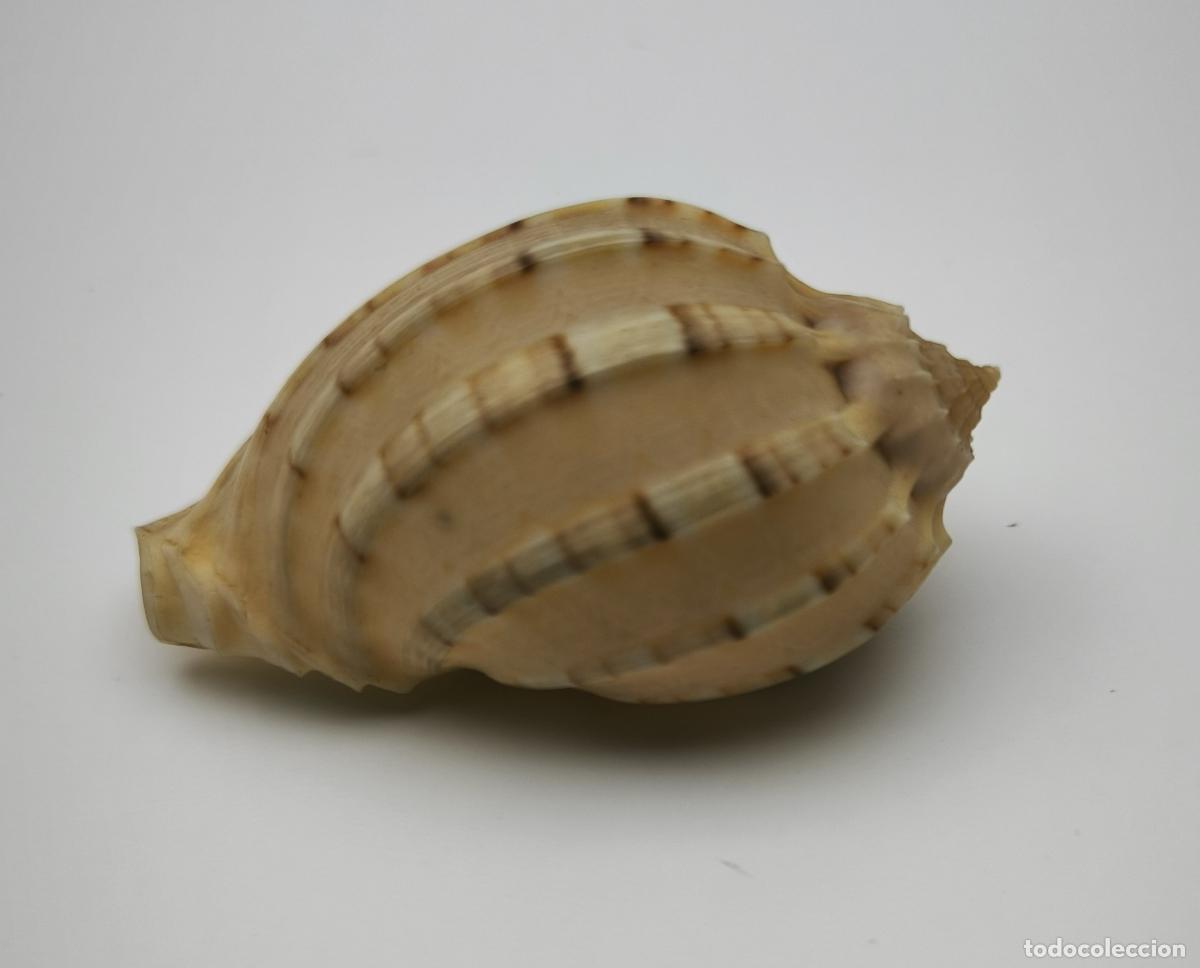 Coleccionismo de moluscos: CONCHA - HARPA ARTICULARIS - 62 MM. - Foto 1