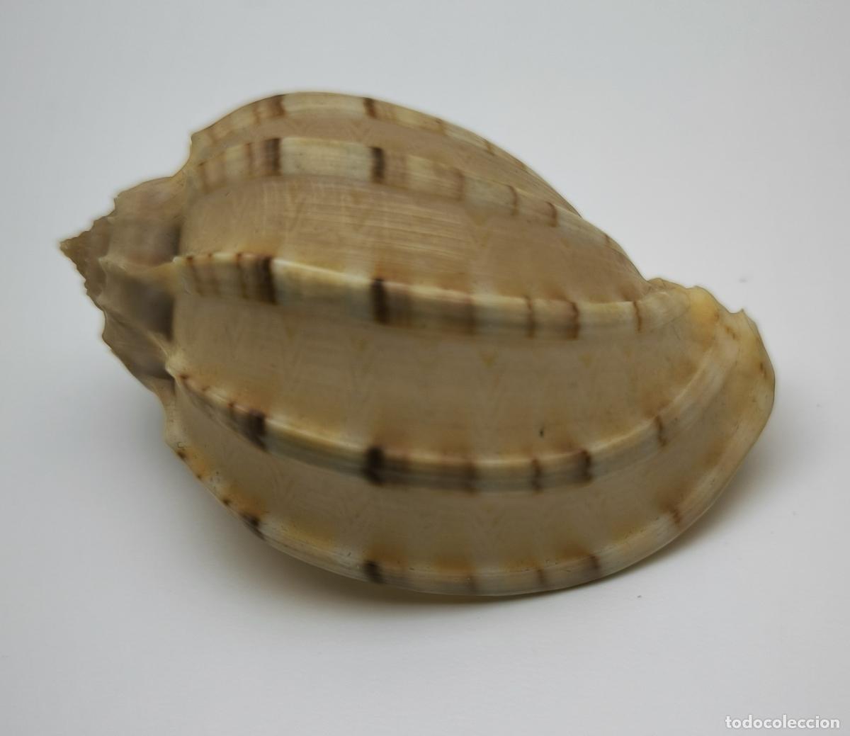 Coleccionismo de moluscos: CONCHA - HARPA ARTICULARIS - 62 MM. - Foto 2