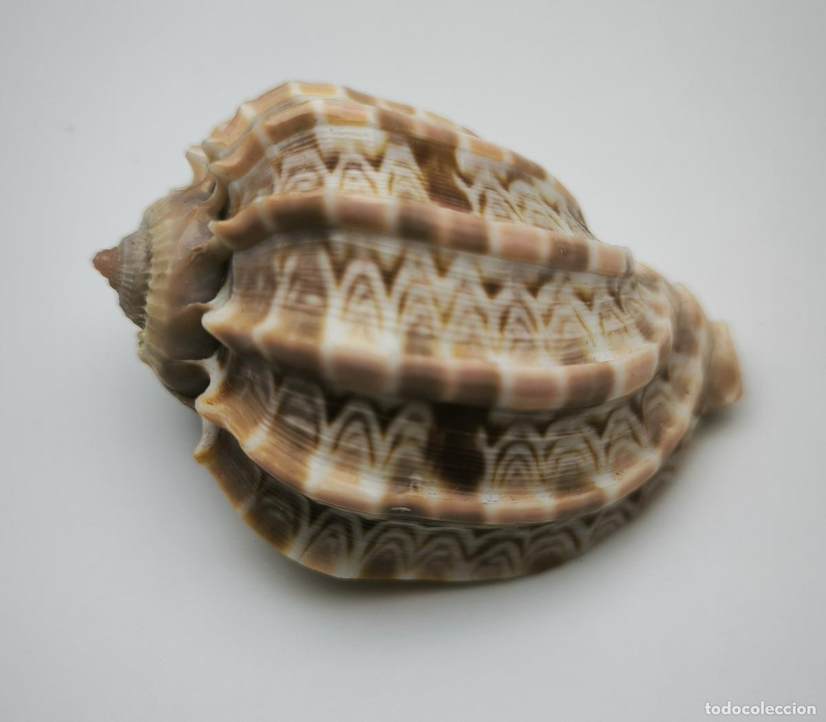 Coleccionismo de moluscos: HARPA MAJOR - 59 MM. - Foto 1