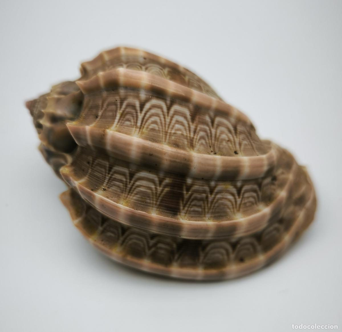 Coleccionismo de moluscos: HARPA MAJOR - 75 MM. - Foto 1