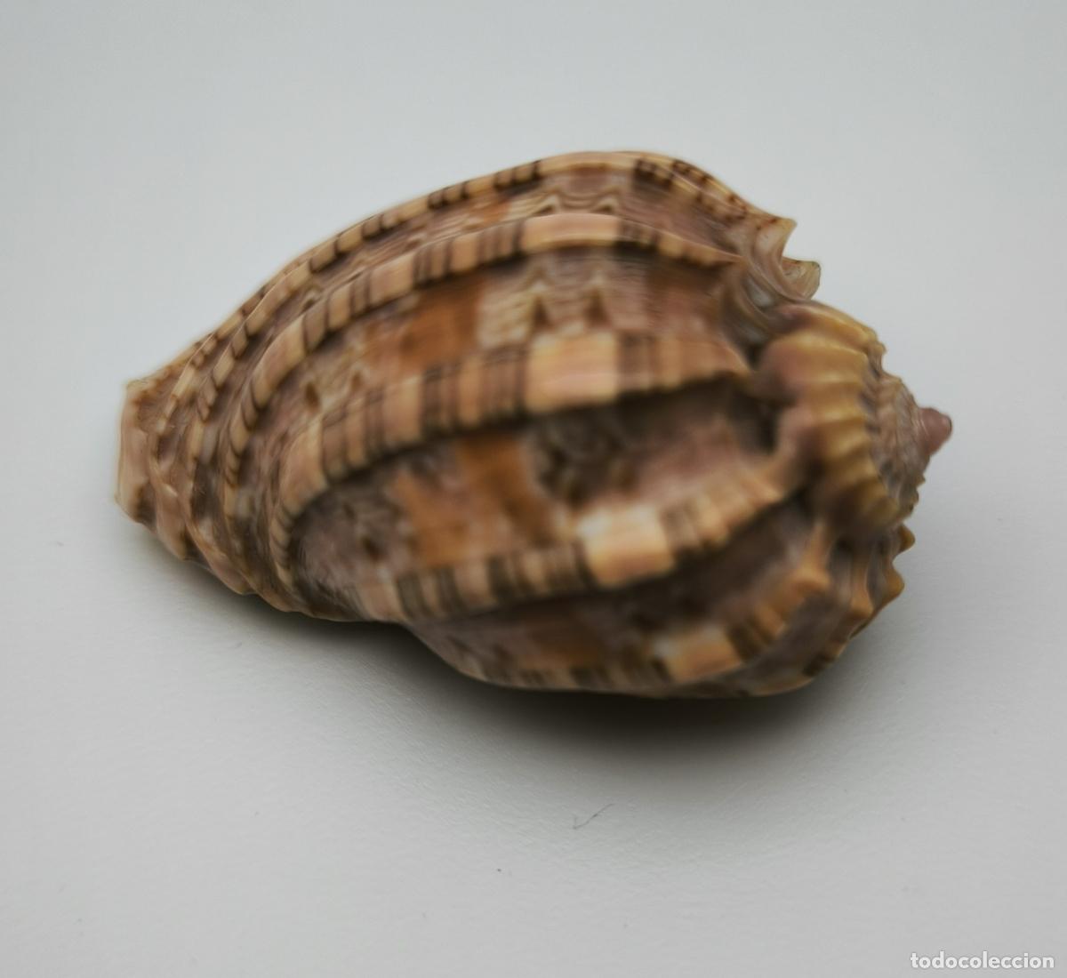 Coleccionismo de moluscos: HARPA NOBILIS - 44 MM. - Foto 2