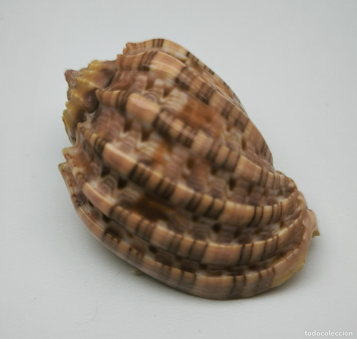 Coleccionismo de moluscos: HARPA NOBILIS - 44 MM. - Foto 1