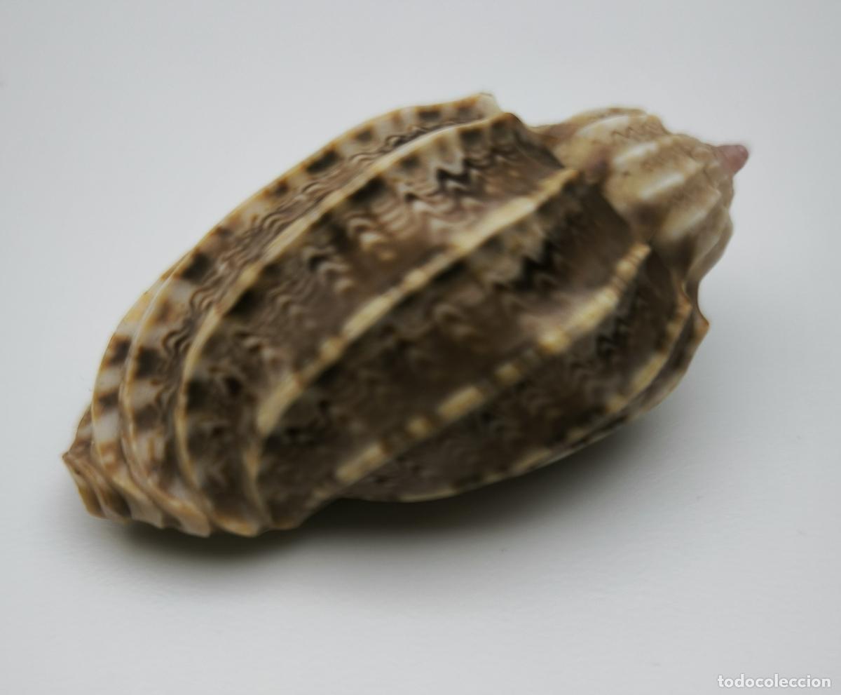 Coleccionismo de moluscos: HARPA ARICULARIS - 46 MM. - Foto 2