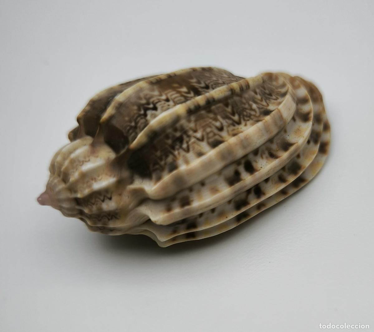 Coleccionismo de moluscos: HARPA ARICULARIS - 46 MM.
